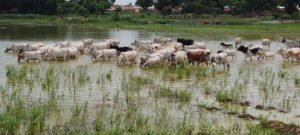 Le CILSS lance un programme de 60 millions d&rsquo;euros pour le pastoralisme